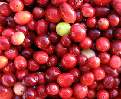 cranberries